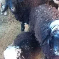 کره نر و بره نر|حیوانات مزرعه|بهبهان, |دیوار