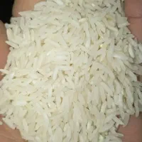 برنج هاشمی دره رود