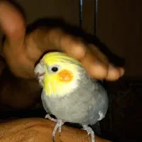 عروس نر
