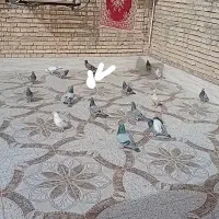 کبوترپلاکی