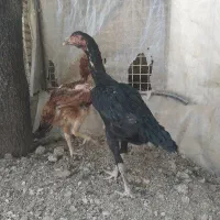 مرغ لاری