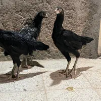 جوجه لاری نصل