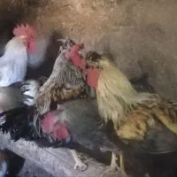 خروس|حیوانات مزرعه|دلیجان, |دیوار