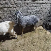 بره ماده|حیوانات مزرعه|زاغه, |دیوار