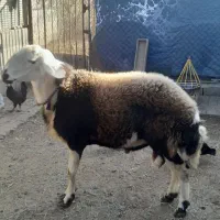 قوچ پوست گاوی|حیوانات مزرعه|مهرستان, |دیوار