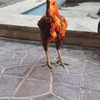 خروس لاری