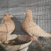 رواعب راعبی زینتی  تک کاکل و دوکاکله