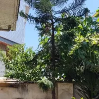 کاج مطبق|گل و گیاه طبیعی|رشت, شهرک قدس|دیوار