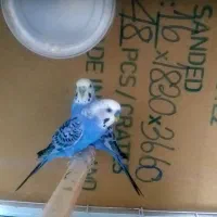 مرغ عشق اوپالین