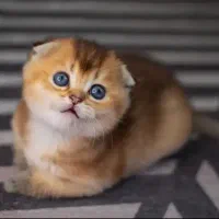 گربه اسکاتیش بریتیش