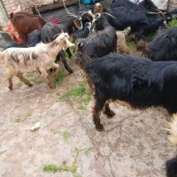 چند راس بز وبیگ|حیوانات مزرعه|دزفول, |دیوار