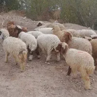 بره نر وماده|حیوانات مزرعه|اهواز, منازل کارون|دیوار