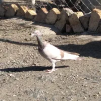 جوجه نامه بر کاقطی پلاکی