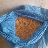 گندم بومی