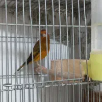 یک سهره قناری مست جوان