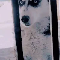 فروش سگ هاسکی|سگ|زرند, |دیوار