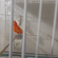 قناری نر سرخ اورجینال|پرنده|مشهد, شهید قربانی|دیوار