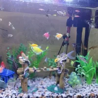 آکواریوم ماهیران