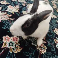 خرگوش|موش و خرگوش|شهریار, شهرک امیریه|دیوار