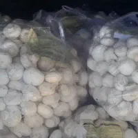 عمده قارچ
