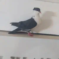 کفتر نقش روی هم لنگی 200 مفت