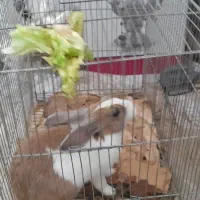 خرگوش خوشگل وباهوش وبازیگوش