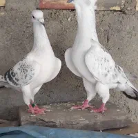 کفتر کبوتر  سبز  کرمانی