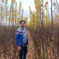 نهال با اصالت  ( نهالستان  فرامرز)