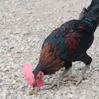پرنده