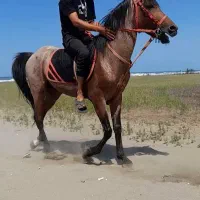 نریون کرد بازی دار|اسب و تجهیزات اسب‌سواری|رشت, فرزانه|دیوار