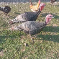 بقلمون ۵ عدد فروشی|حیوانات مزرعه|سیاهکل, |دیوار