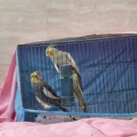 عروس هلندی