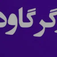 کارگر گاوداری در شهرستان رودبار
