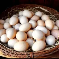 تخم مرغ محلی