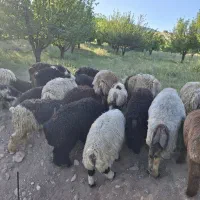 بره
