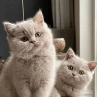 گربه بریتیش لیلاک