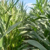 دو هکتار ذرت علوفه ای با بلال فراوان