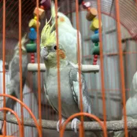 عروس هلندی|پرنده|شیراز, جمهوری|دیوار