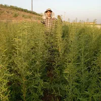 نهالستان بادام جعفری|خدمات باغبانی و درختکاری|سپیدان, |دیوار