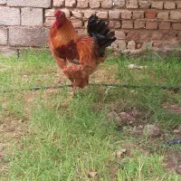 خروس دورگ پاپر