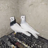 کبوتر طوقی سبز طوق آبی|پرنده|شیراز, شهرک سعدی|دیوار