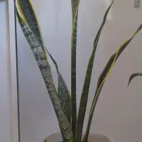 گلهای زیبای طبیعی،شاداب و پرریشه|گل و گیاه طبیعی|تبریز, |دیوار