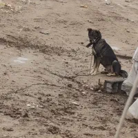 سگ آدمی سگ نگهبان جانوری آدمی