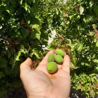 باغ ۵۰۰متری در روستای تاج خاتون