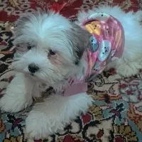 توله شیتزو عروسکی