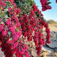 آب زرشک صد درصد طبیعی