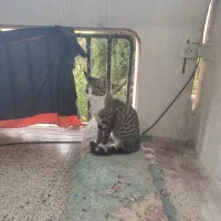 گربه