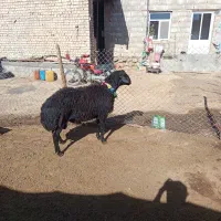 ۲ عددبره قوچ درجه یک قره غزل