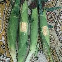 شیر بلال مکزیکی تازه چین درجه یک