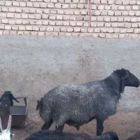 قوچ فروشی